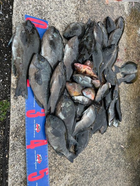 魚津港 フカセ釣り