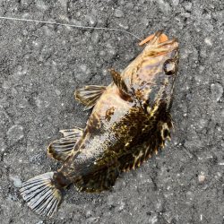 春のライトゲーム