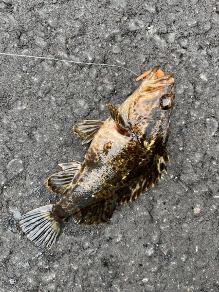 春のライトゲーム