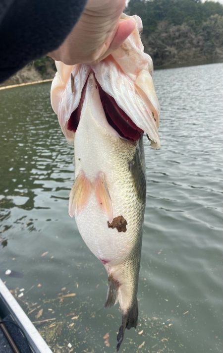 午後からボート釣行!