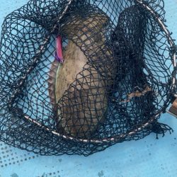 タイラバ＆ティップラン