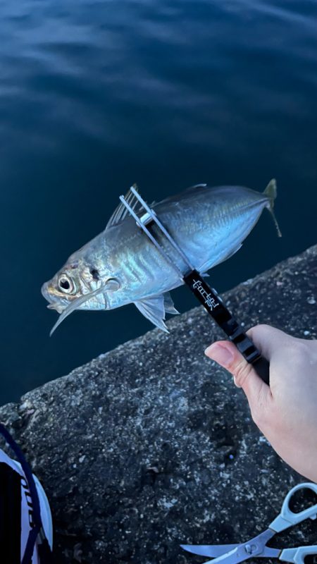 淡路島で釣り🎣
