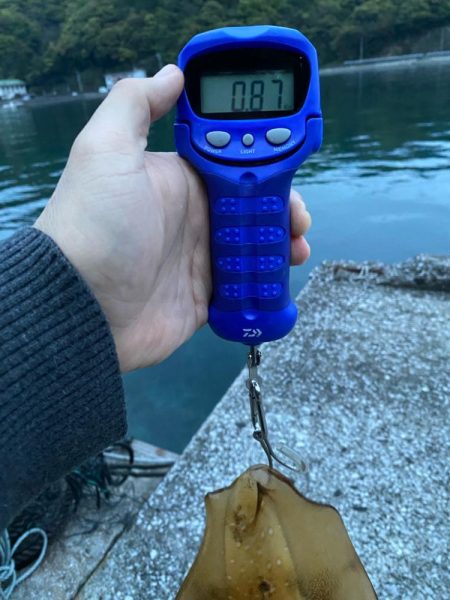 春イカエギング開幕