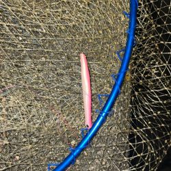 バチ抜け 今年は?