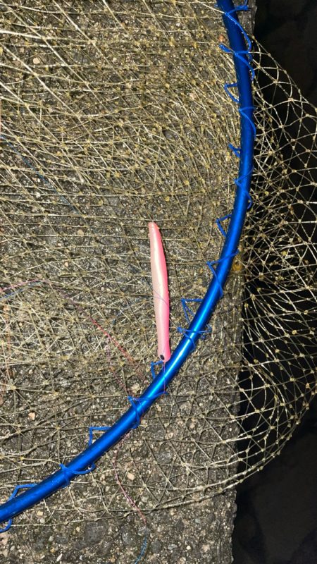 バチ抜け 今年は?