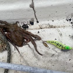 ボートタコエギング