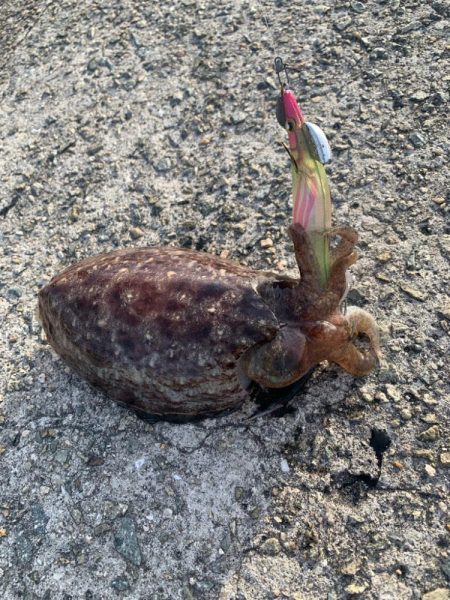 久しぶりの釣り日和