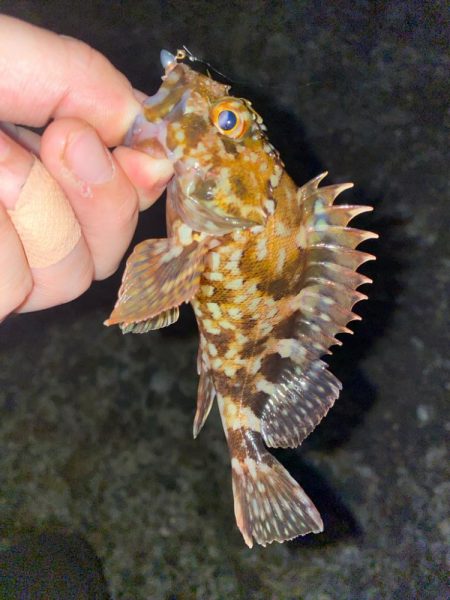 ボクにもついに春到来