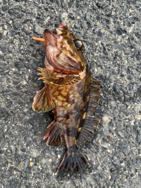 春のライトゲーム