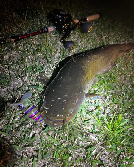 今年の初ナマズ