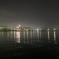 今年はボラが多い？