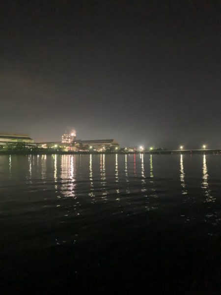 今年はボラが多い？