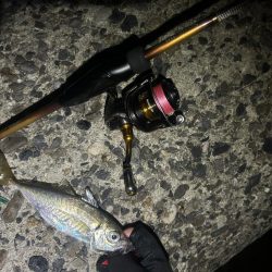 アジング🎣