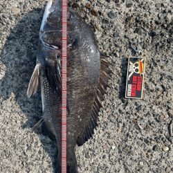 今年初の落とし込み