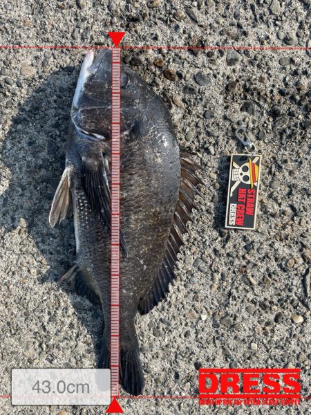 今年初の落とし込み