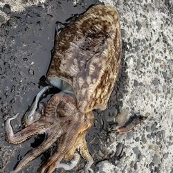 愛南遠征(土曜日)