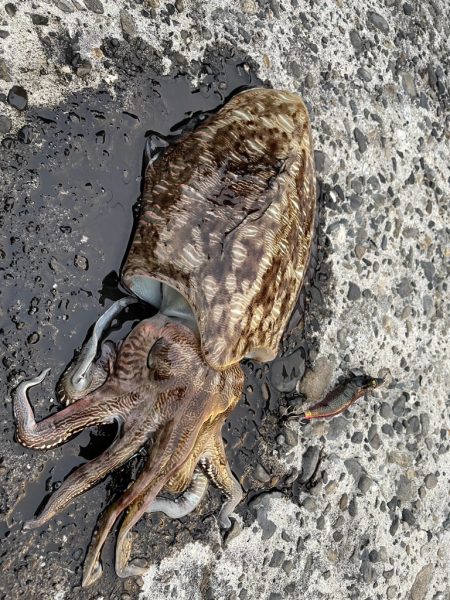 愛南遠征(土曜日)