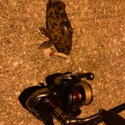 狙いはシーバス!