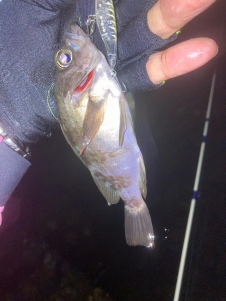 メバルプラッキング