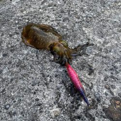 愛南遠征(日曜日)