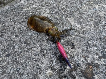 愛南遠征(日曜日)