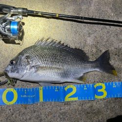 淀川ブリームゲーム