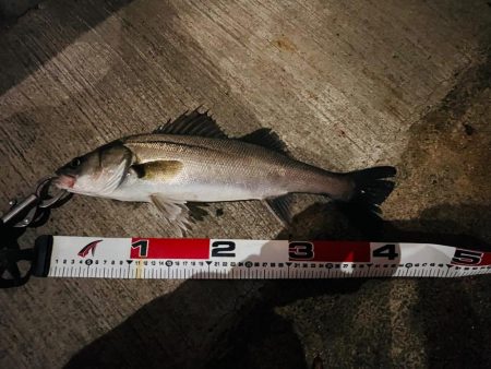 久しぶりの連続ヒット