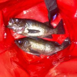 メバルプラッキング