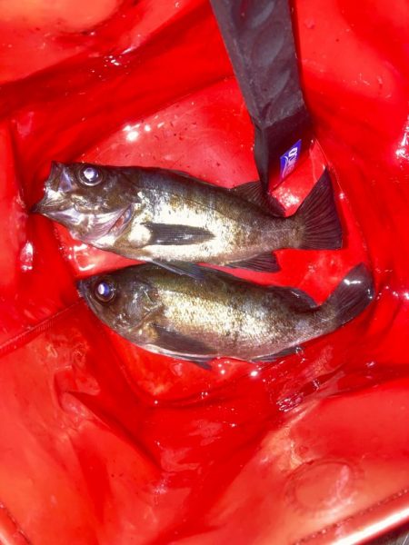 メバルプラッキング