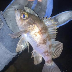 メバルプラッキング