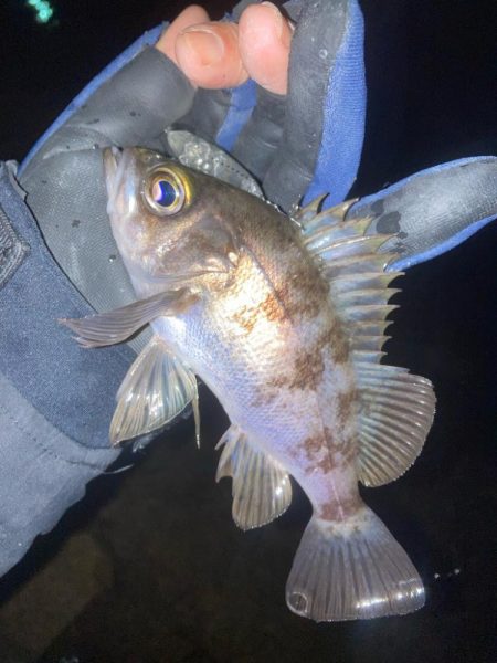 メバルプラッキング