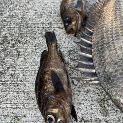 メバル好調です♪