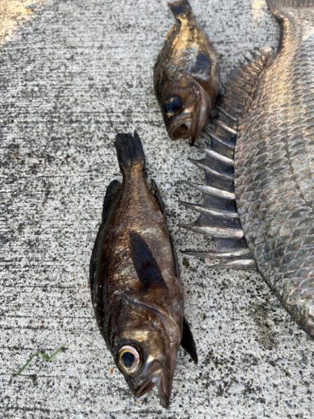 メバル好調です♪