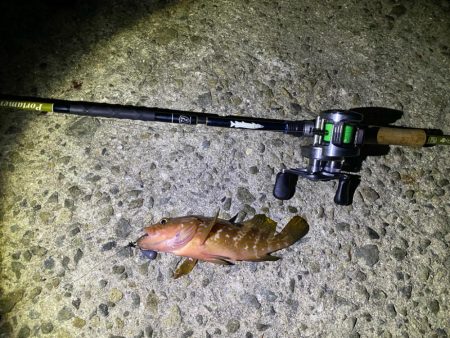 離島アジングとロックフィッシュ