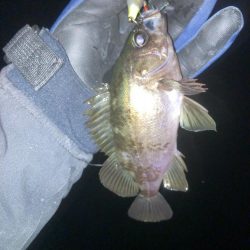 メバルプラッキング