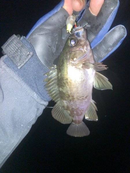 メバルプラッキング