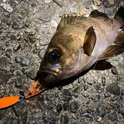 豆クネクネでバチシーバスにゃ!