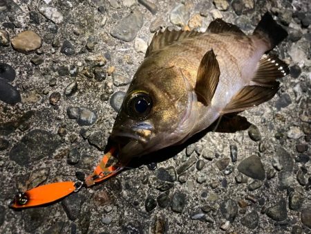 豆クネクネでバチシーバスにゃ!