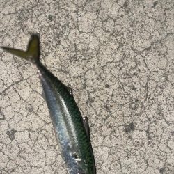 今日はメバルとサバ1匹づつ…