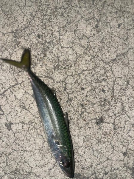 今日はメバルとサバ1匹づつ…