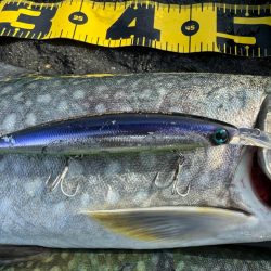 大物は目の前にして逃げられる笑