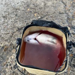 今シーズン初釣り、初釣果!