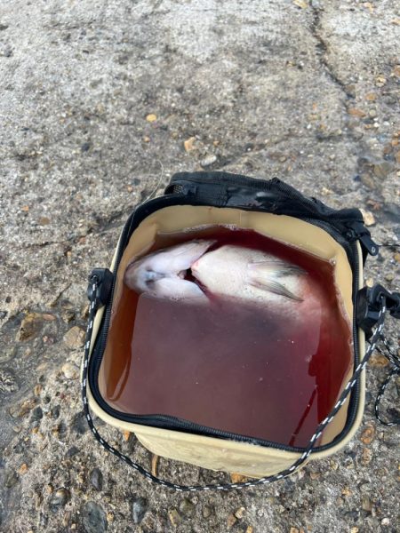 今シーズン初釣り、初釣果!