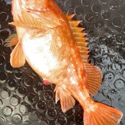 一年ぶりのジギング！