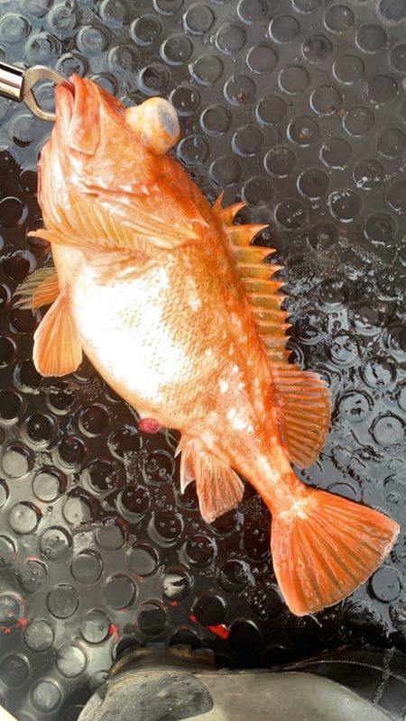 一年ぶりのジギング！