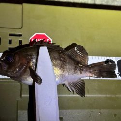 大阪湾アジング