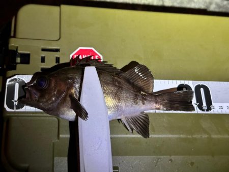 大阪湾アジング