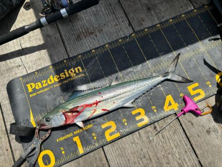 筏シーズン開幕