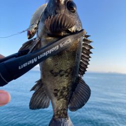 今日もタチウオ