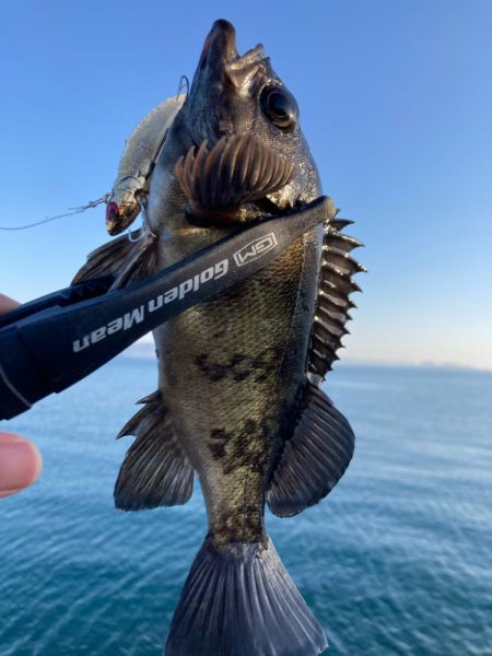 今日もタチウオ